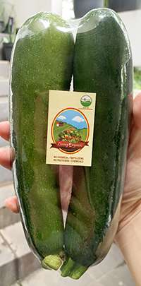Living Organic Zuccini Zukini Organik