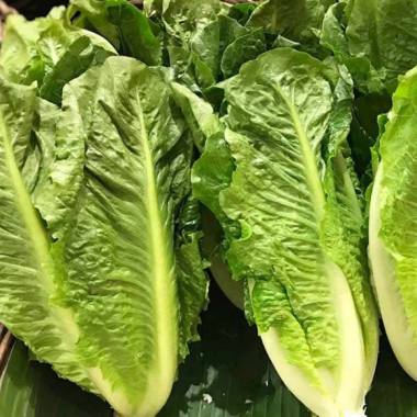 Selada Romaine Big (Yaomak)